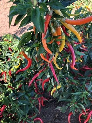 Cayenne Sweetness F1 Pepper Seeds - The Pepper Pantry (Formerly Marie Sharp's)